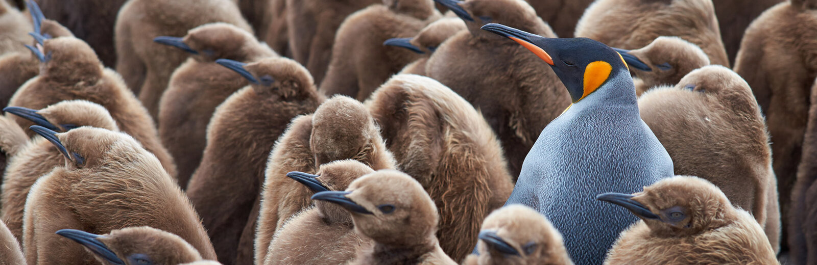 Ein Königspinguin steht inmitten einer Gruppe von Küken. Die Küken sind braun und haben ihre Köpfe gesenkt, während der adulte Pinguin aufrecht mit einem auffälligen orangefarbenen Fleck am Kopf und graublauem Gefieder erscheint.